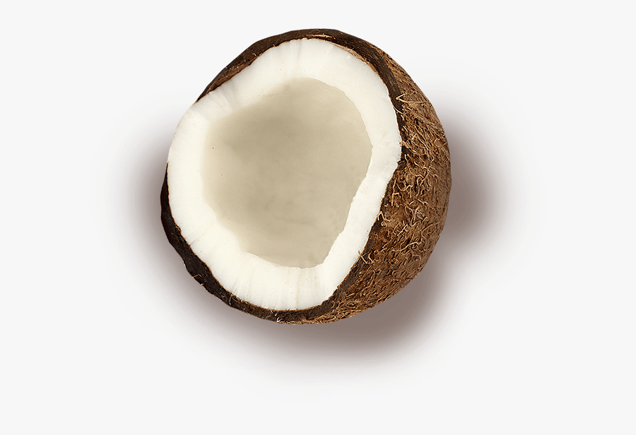 Coconut, Transparent Clipart