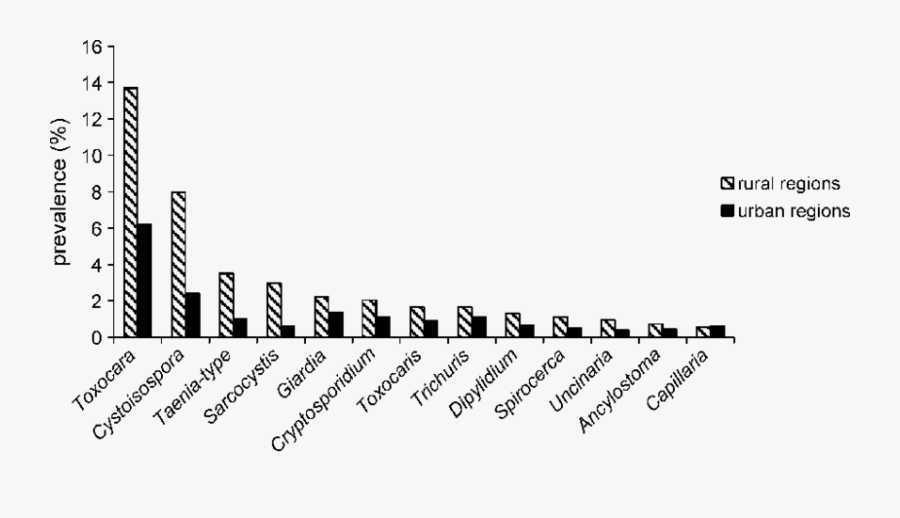 Presence Of Parasites In Rural And Urban Regions - Calligraphy, Transparent Clipart