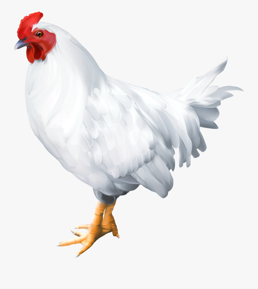 Rooster, Transparent Clipart