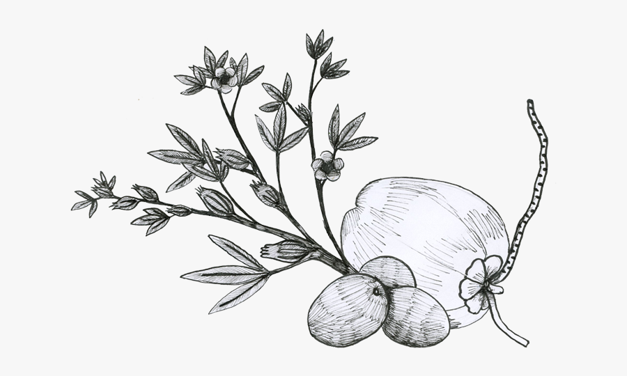 Dd - Line Art, Transparent Clipart