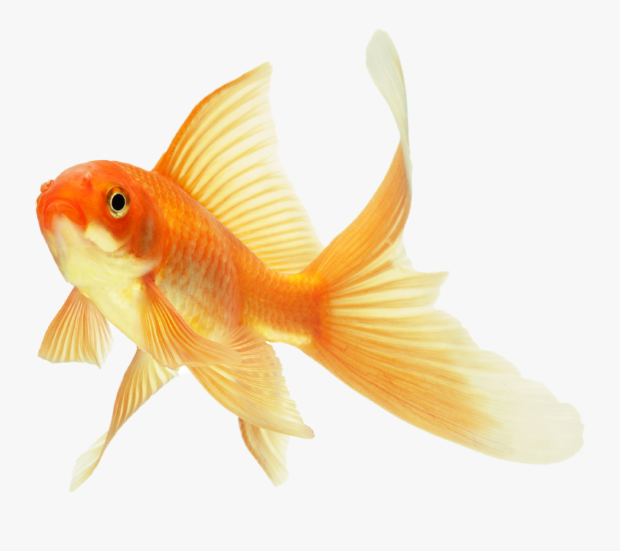 Transparent Gold Fish Png - Gold Fish Png, Transparent Clipart