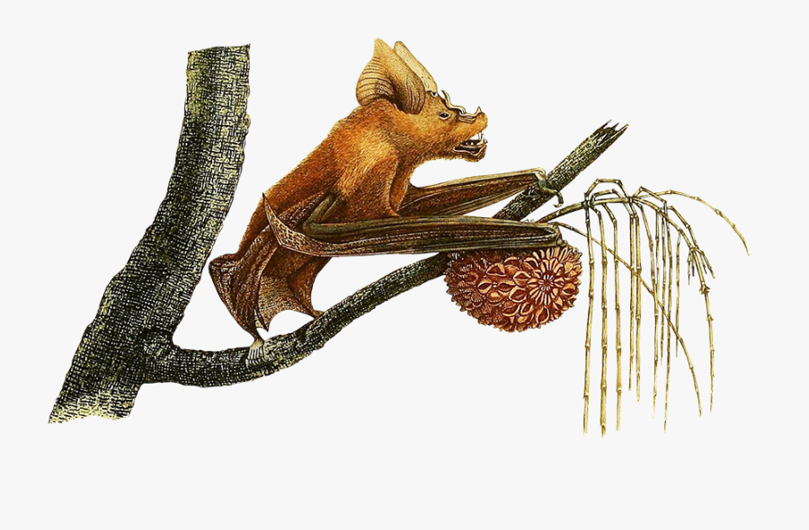 Transparent Fruit Bat Clipart - Charles Alexandre Lesueur, Transparent Clipart