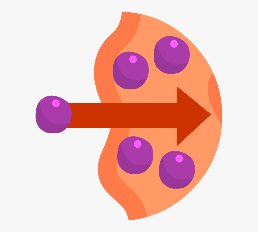 Circle, Transparent Clipart