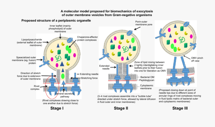 Clip Art Royalty Free Library Pathway Clipart Stage - Outer Membrane Vesicle, Transparent Clipart