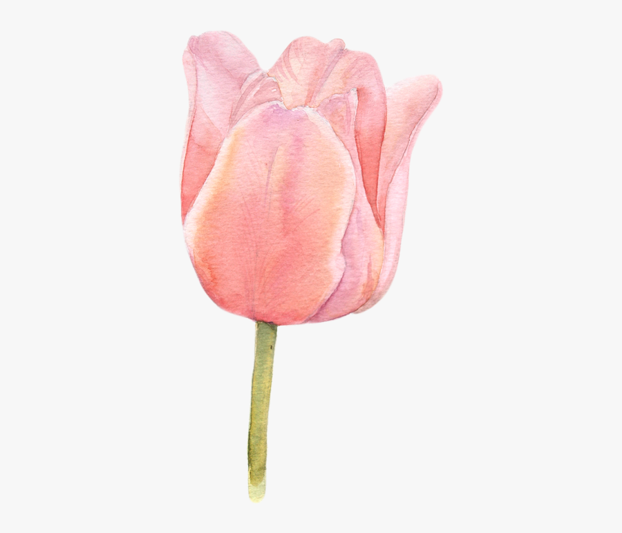 Clip Art Botanical Watercolor - Simple Flower Watercolor Tulips, Transparent Clipart