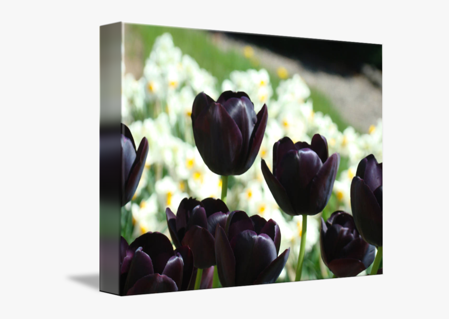Clip Art Purple Tulips Images - Deep Purple Tulip, Transparent Clipart