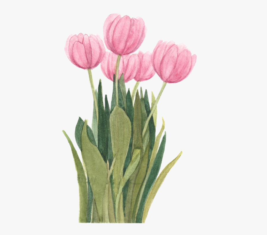 Tulip Flower Drawings Clip Art Painting - Plant With Flower Tulip Png ...