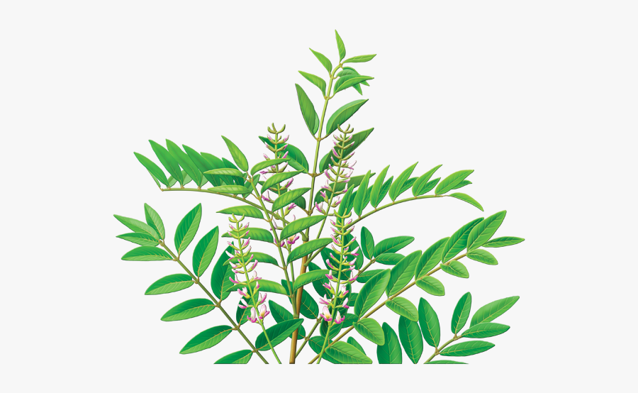 Licorice Root Tea, Transparent Clipart