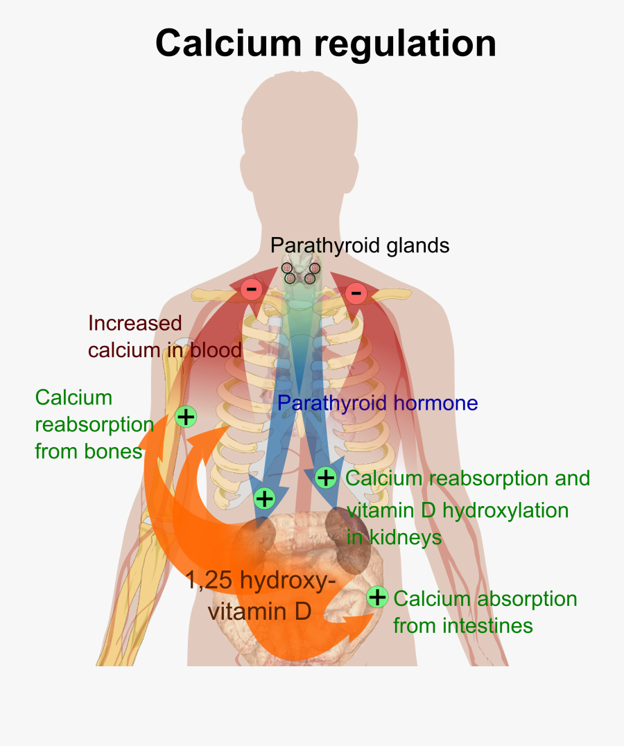 Transparent Vitamin D Clipart - Calcium Does For The Body, Transparent Clipart
