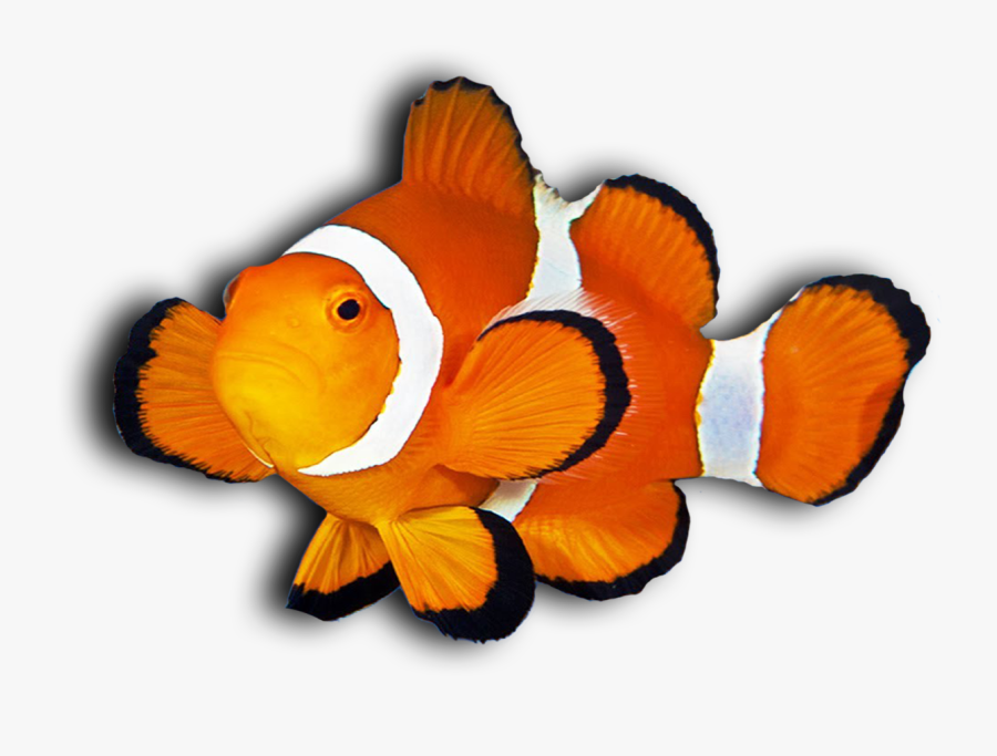 Clown Fish Png - Clown Fish Transparent Background Clipart, Transparent Clipart