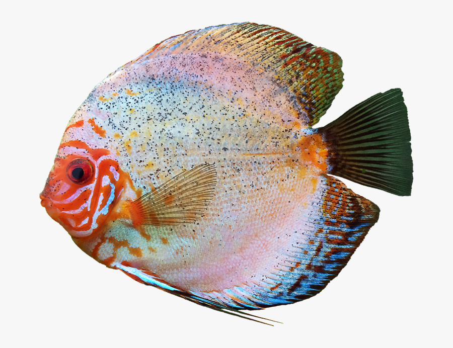Discus Fish Transparent Background Image - Transparent Background Fish Transparent Png, Transparent Clipart