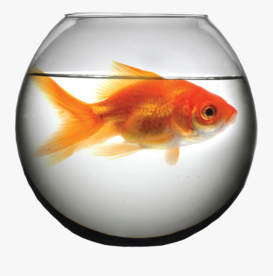 Limited Growth, Transparent Clipart