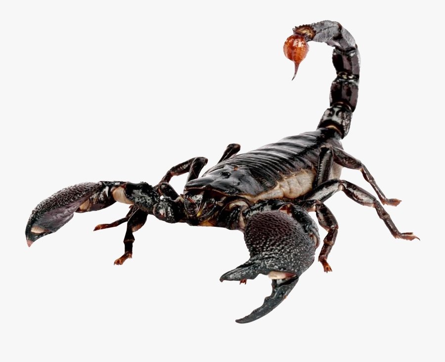 Scorpion Png Image - Scorpion Png, Transparent Clipart