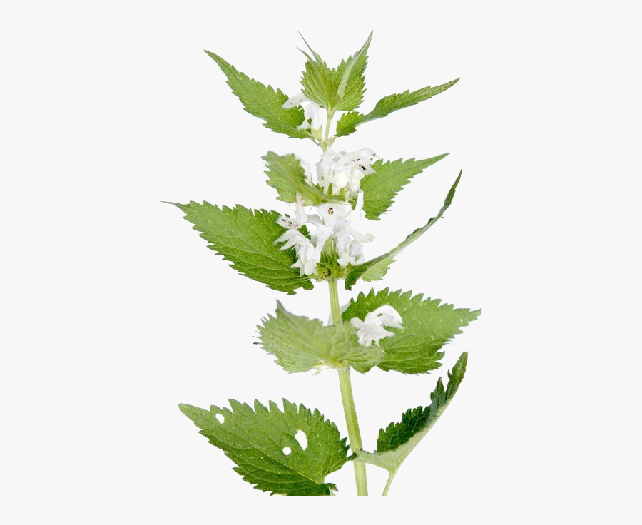 Nettle Png - Lamium Album Flower, Transparent Clipart