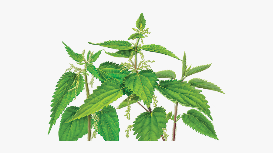 Nettle Png, Transparent Clipart