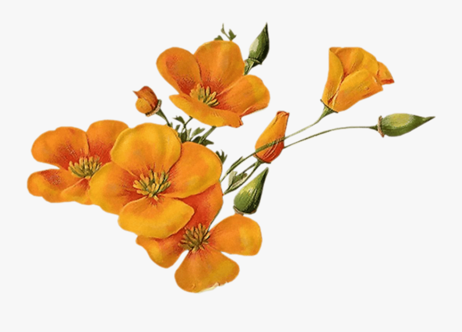 Orange Flower Png - Transparent Background Orange Flowers Png, Transparent Clipart
