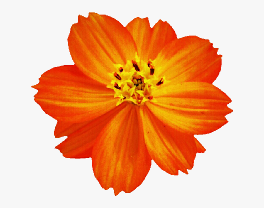 Clip Art Flower Png For - Orange Cosmos Flower Png, Transparent Clipart