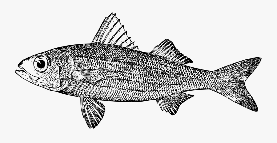 Line Art,sardine,perch - Mullet, Transparent Clipart
