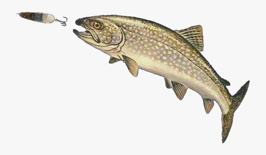Transparent Fishing Lures Png - Trout Salmon, Transparent Clipart