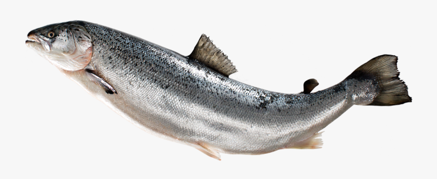 Salmon Fish Png, Transparent Clipart