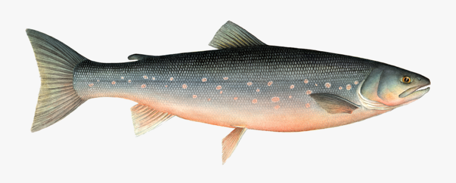 Clip Art Ocean Pollution And Diseases - Arctic Char, Transparent Clipart