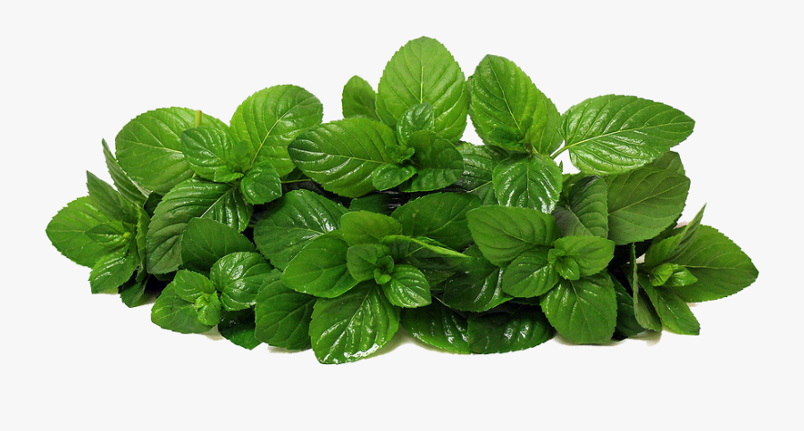 Photos Mart - Mint Png, Transparent Clipart