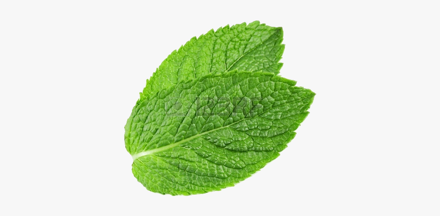Peppermint Clipart Mint Herb - Mint Leaf Transparent Background, Transparent Clipart