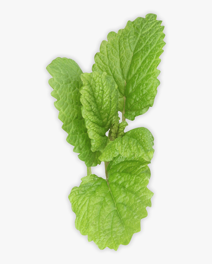 Pepermint Png - Spearmint Transparent Background, Transparent Clipart