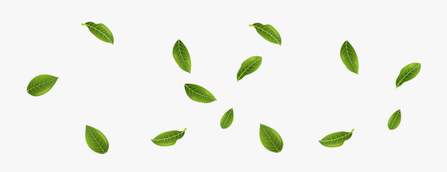 Peppermint Drawing Wild Mint - Tea Plant, Transparent Clipart