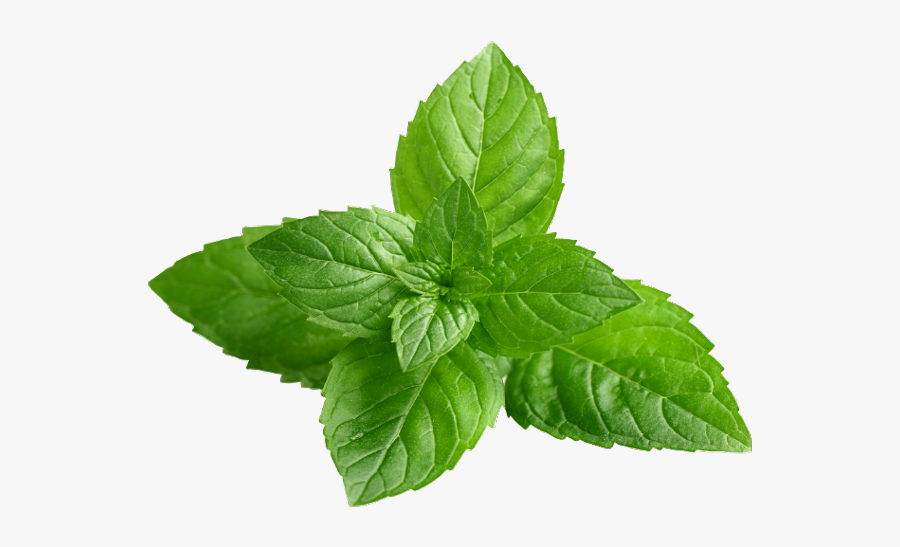 #mint #herb #cutout #herbs #sprig #mintsprig #food - Foglia Menta Piperita, Transparent Clipart
