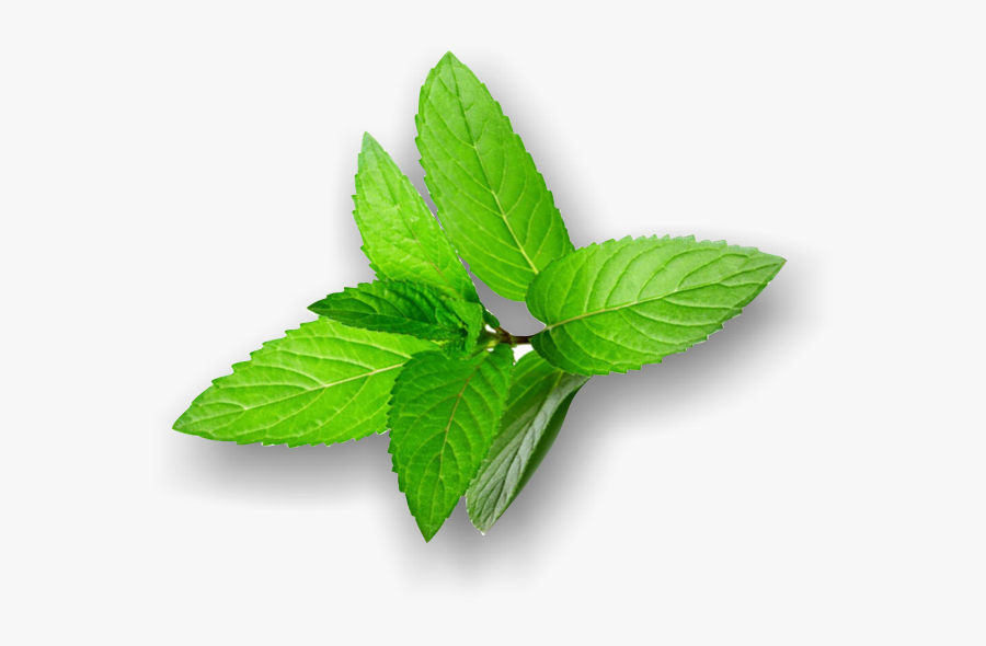 Peppermint Transparent Png Folha Hortela Png Free Transparent Clipart Clipartkey