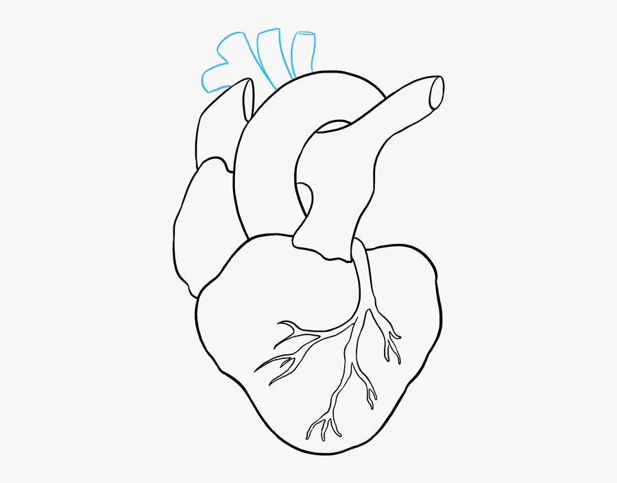 How To Draw Human Heart - Real Easy Heart Drawings, Transparent Clipart