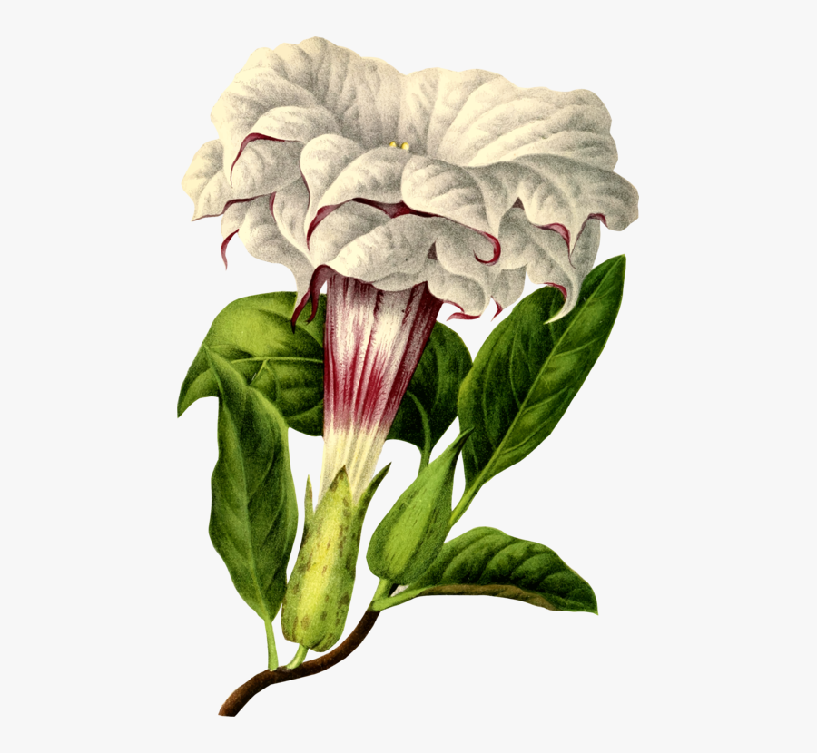 Datura Botanical Illustration, Transparent Clipart