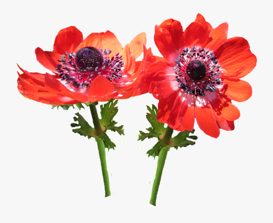 Transparent Red Flower Png - Red Anemone Png, Transparent Clipart