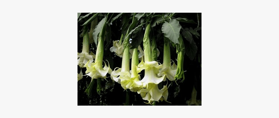 Datura Inoxia, Transparent Clipart