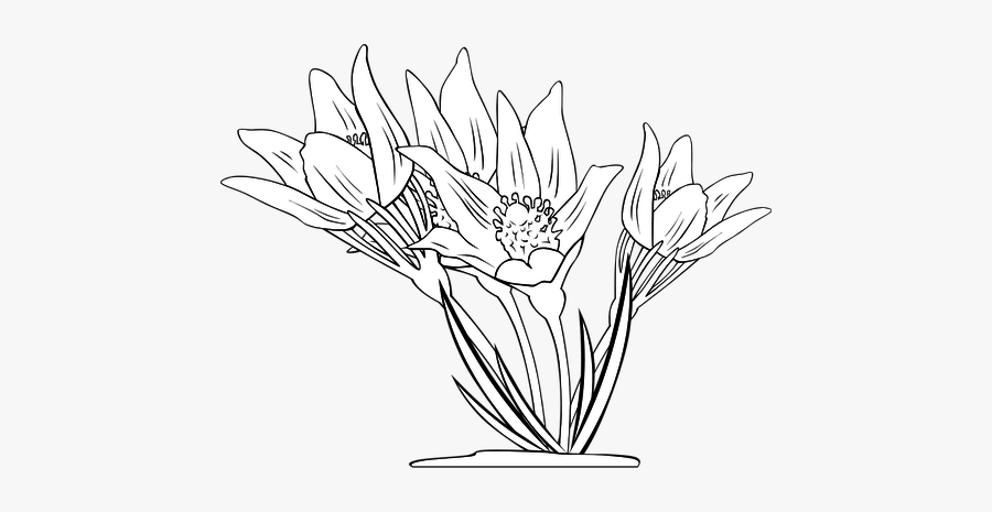 Anemone Patens Outline Vector - Free Windflower Illustrations Black And White, Transparent Clipart