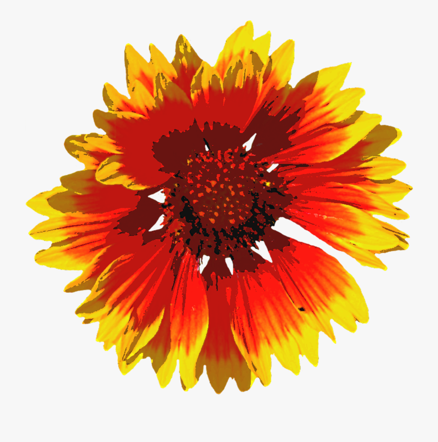 Summer Flowers Png -summer Flowers Png - Bunga Mekar Png, Transparent Clipart