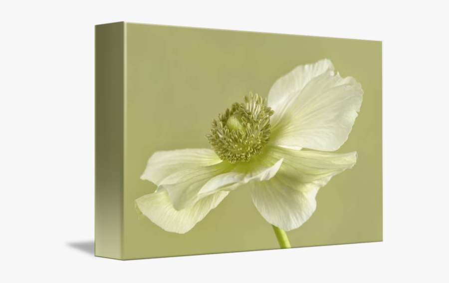 Poppy Anemone White Green By Cora Niele - Persian Buttercup, Transparent Clipart