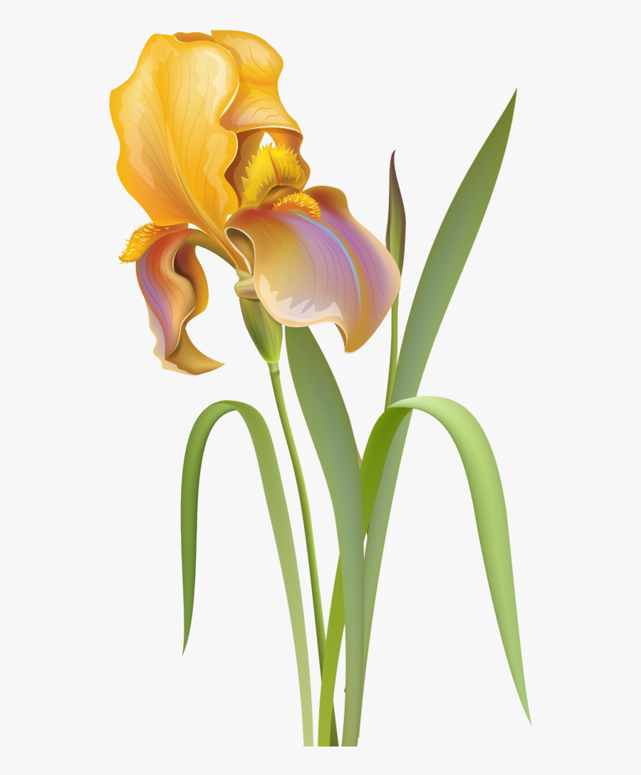 Iris Flower Iris Png, Transparent Clipart