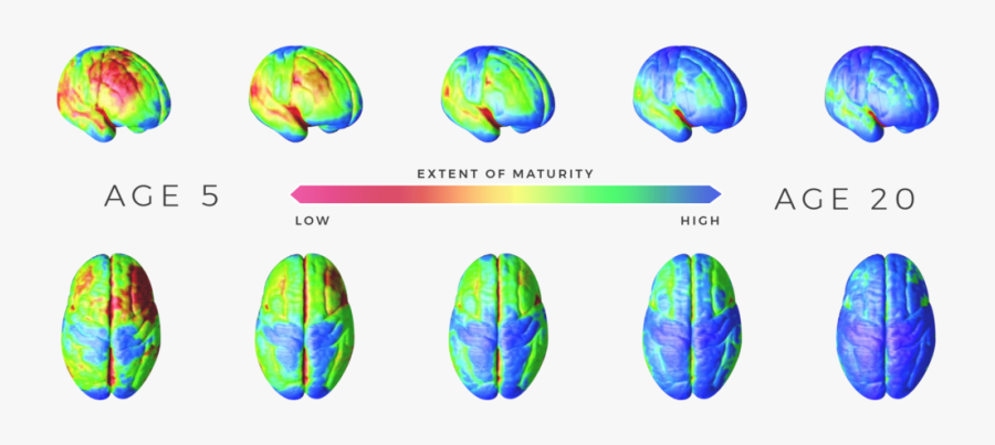 Transparent Brain Transparent Png - Development Brain Adolescent, Transparent Clipart