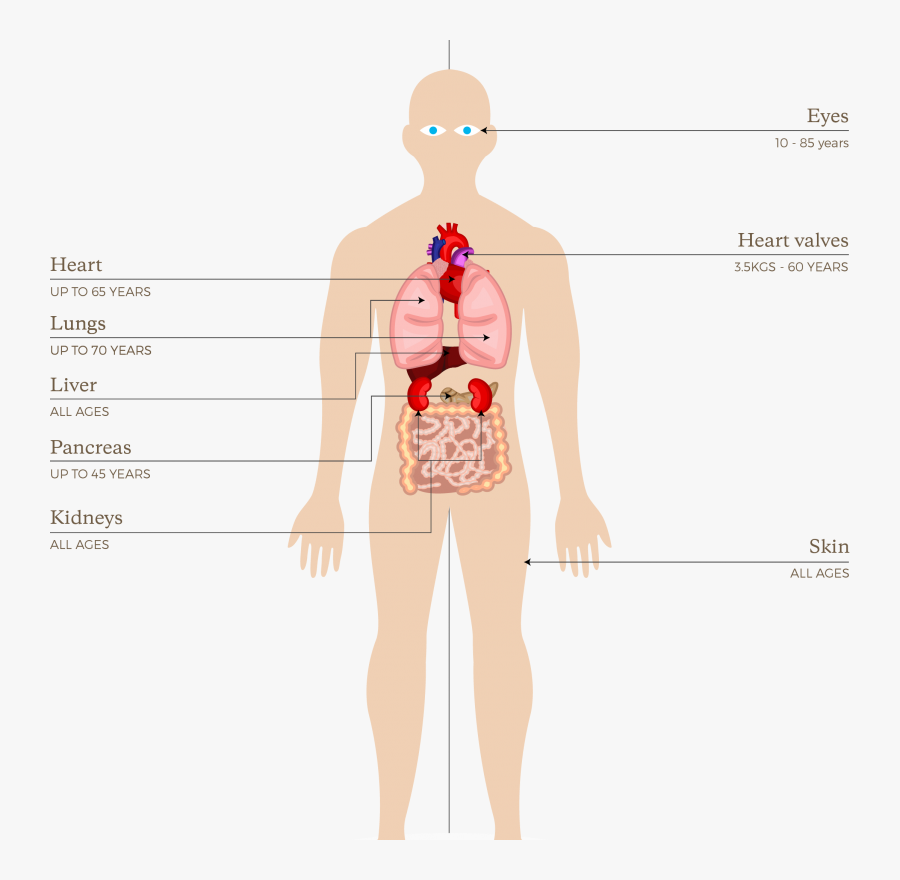 Org091 Organs And Tissues That Can Be Donated In New - Organs Can Be Donated Uk, Transparent Clipart