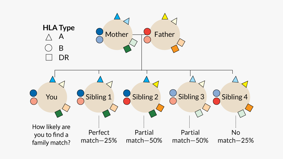 Diagram, Transparent Clipart