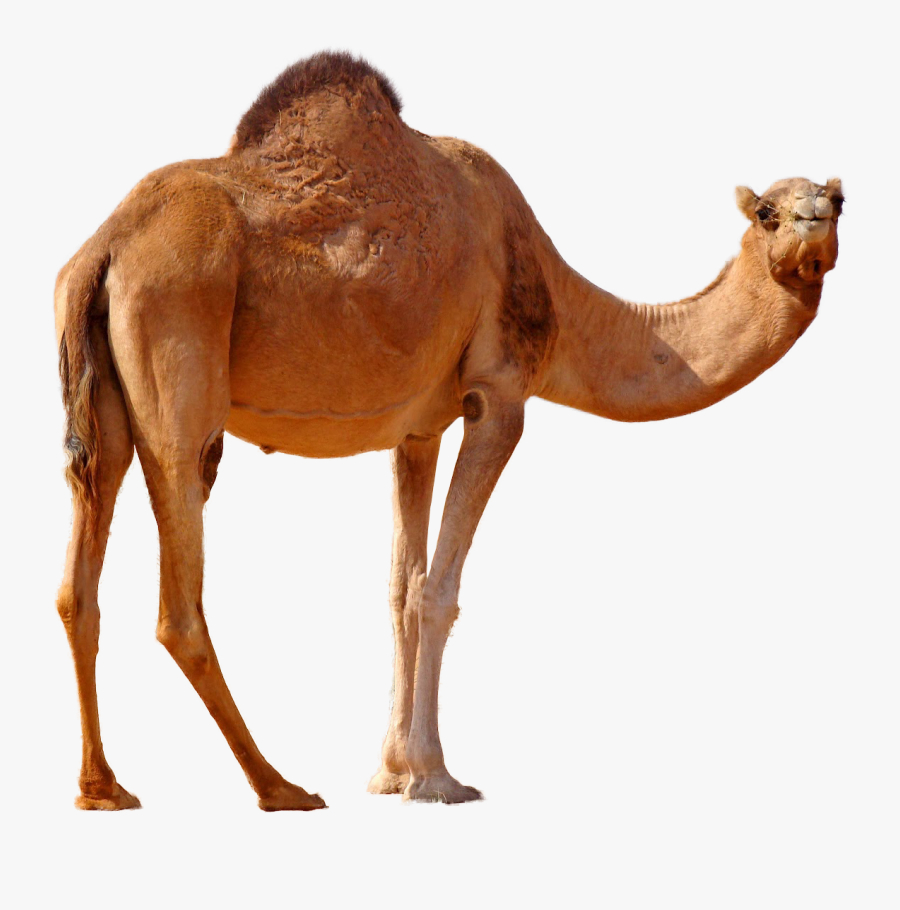 Desert Camel Standing Png Image - Camel Png, Transparent Clipart