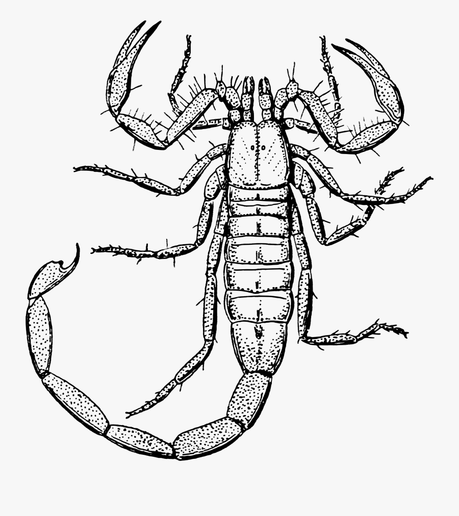 Desert Clipart Biology - Clipart Black And White Scorpion, Transparent Clipart