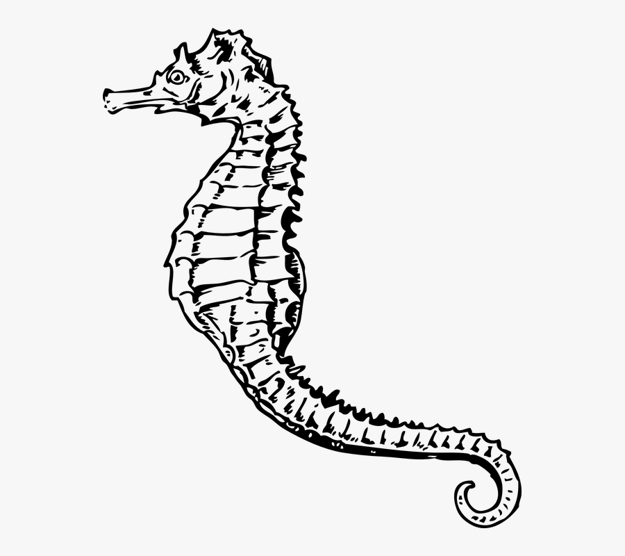 Drawn Seahorse Marine Life - Seahorse Black And White, Transparent Clipart