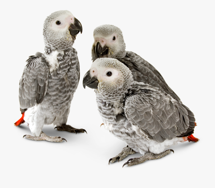 Endangered Marine Animals In Png - African Grey Bird Baby, Transparent Clipart