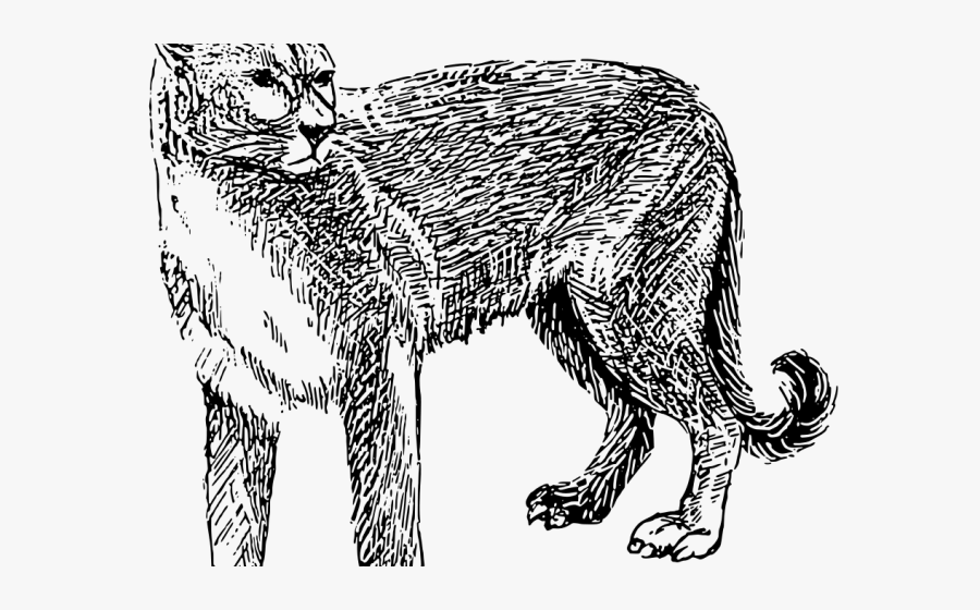 Mountain Lion Black And White Clipart, Transparent Clipart