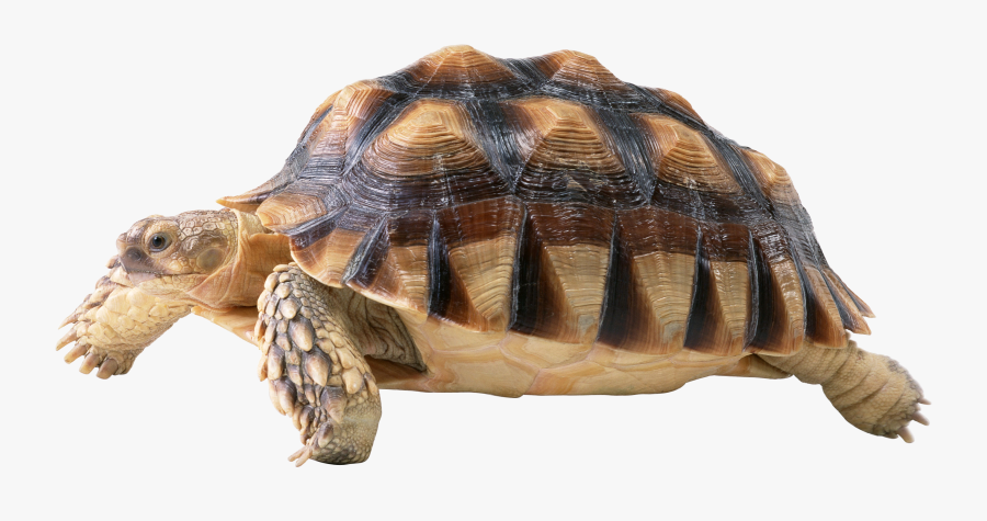 Aquarium Decorations Png, Transparent Clipart