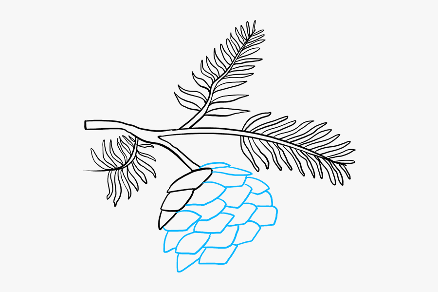 How To Draw Pinecone - Pine Cone Drawing Easy, Transparent Clipart