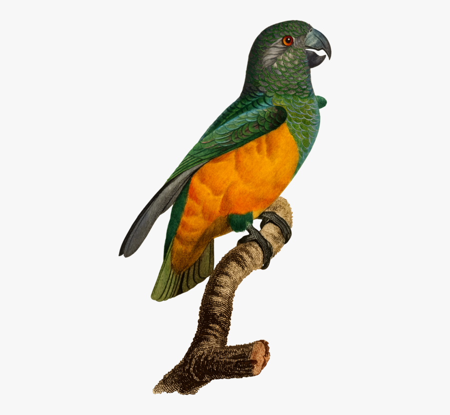 Macaw,parrot,animal Figure - Parakeet, Transparent Clipart